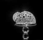 USA, Indiana, Carmel. Frozen soap bubbles with starbursts on wine glass base. Art Print
